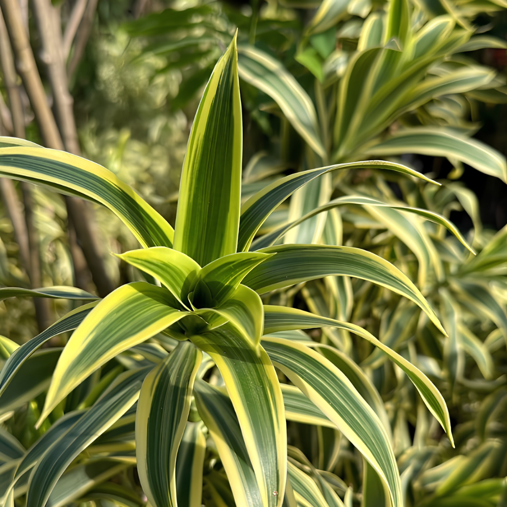 Plantas verdes ornamentais